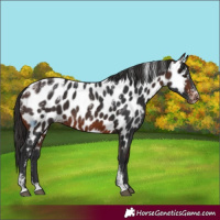 Horse Color:Powder White Brown Appaloosa