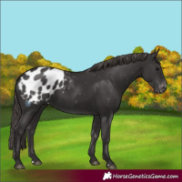 Horse Color:Smoky Black Appaloosa 