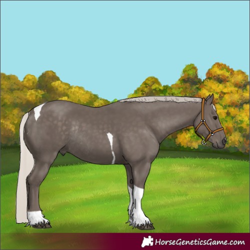 Horse Color:Silver Black Tobiano Rabicano 