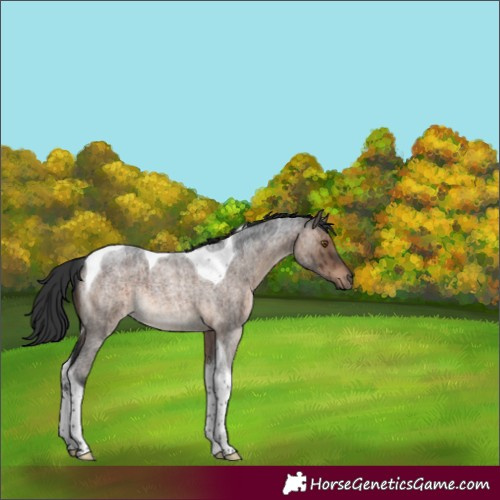 Horse Color:Brown Roan Dun Tobiano Rabicano Brindle