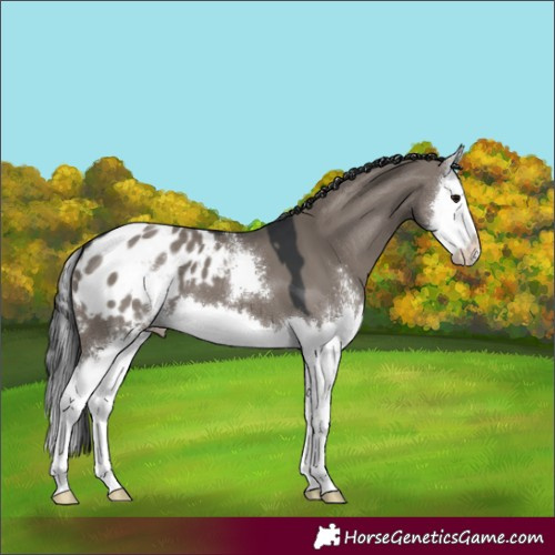 Horse Color:Grullo Sabino Splash Appaloosa 