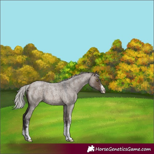 Horse Color:Silver Brown Roan Dun Sabino 