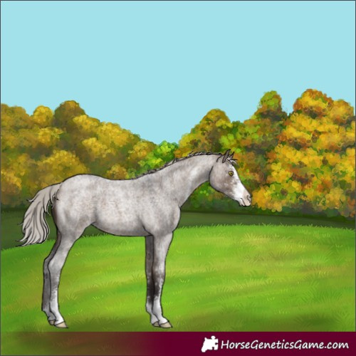 Horse Color:Silver Brown Roan Dun Sabino 