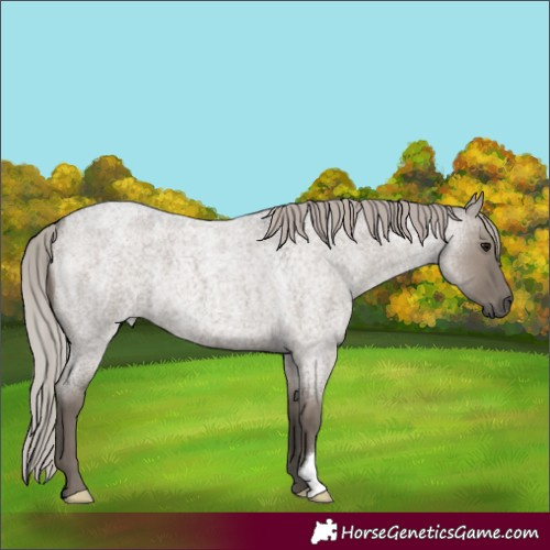 Horse Color:Silver Grullo Roan 