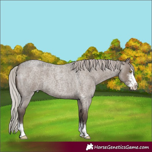 Horse Color:Silver Grullo Roan Sabino 