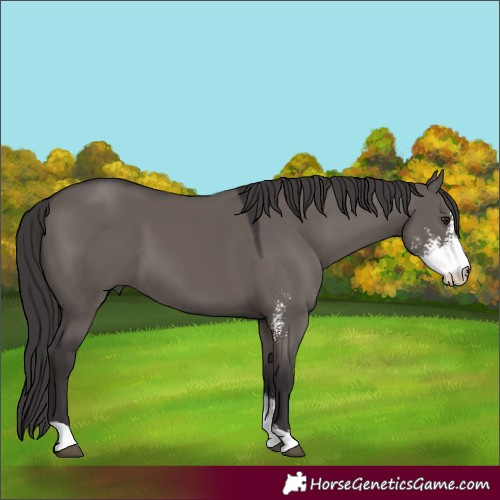 Horse Color:Smoky Grullo Sabino 