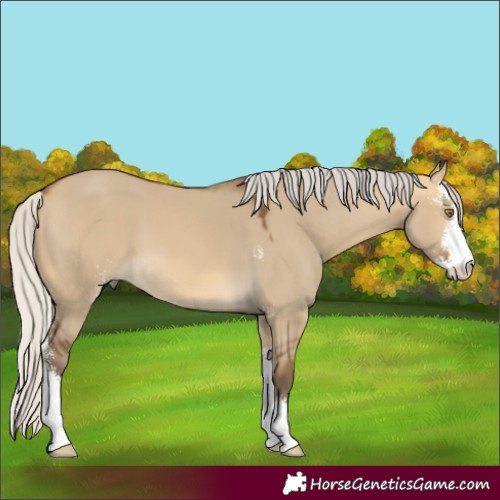Horse Color:Silver Buckskin Dun Sabino 