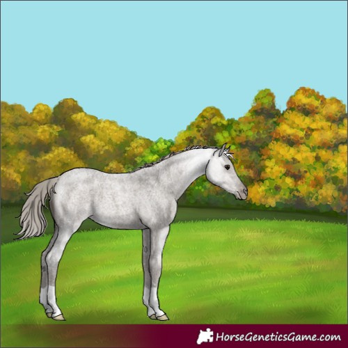 Horse Color:Silver Grullo Roan 