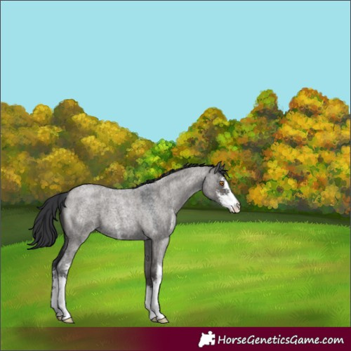 Horse Color:Grullo Roan Sabino 