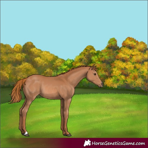 Horse Color:Chestnut Rabicano 