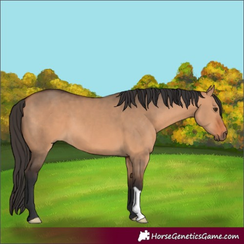 Horse Color:Bay Dun