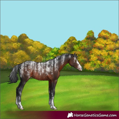 Horse Color:Powder White Brown Rabicano 