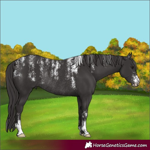 Horse Color:Powder White Smoky Black Rabicano