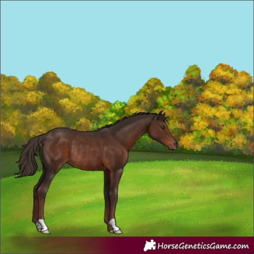 Horse Color:Liver Chestnut Rabicano 