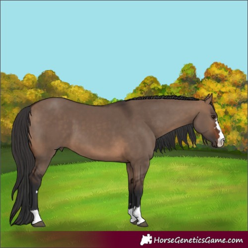 Horse Color:Brown Dun 