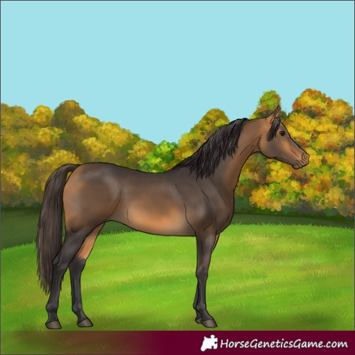 Horse Color:Buckskin 