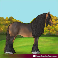 Horse Color:Buckskin 