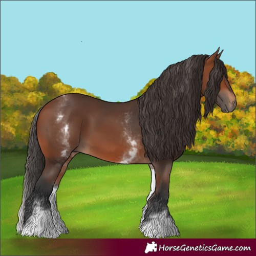 Horse Color:White Spotted Bay 