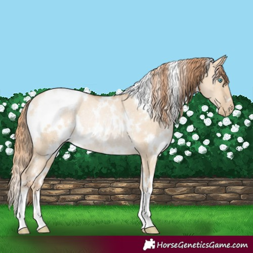 Horse Color:White Spotted Buckskin Pearl Dun Rabicano 