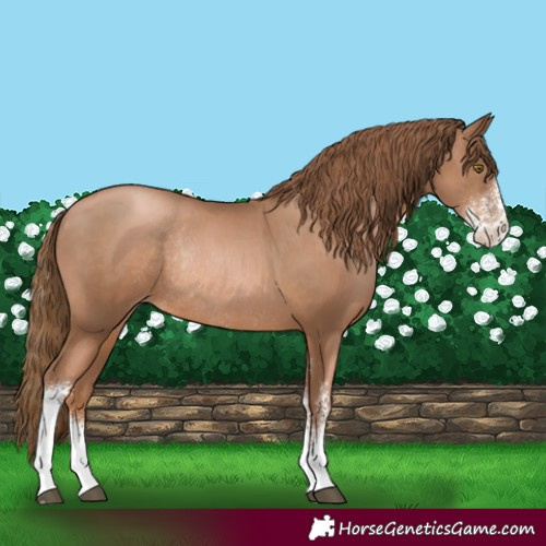 Horse Color:Liver Chestnut Pearl Sabino Rabicano