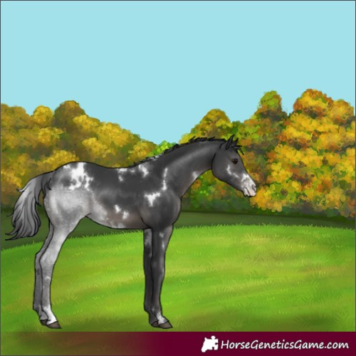 Horse Color:White Spotted Black Sabino