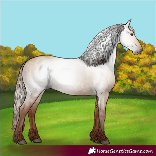 Horse Color:Gray Red Dun 