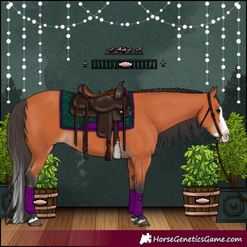 Horse Color:Bay Splash