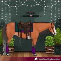 Horse Color:Bay Splash 