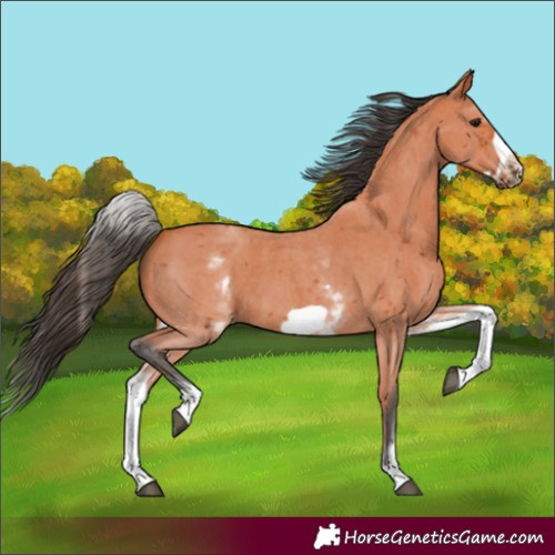 Horse Color:Unknown 