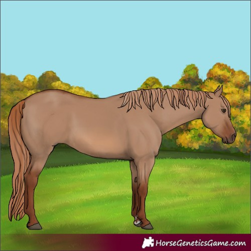 Horse Color:Red Dun 