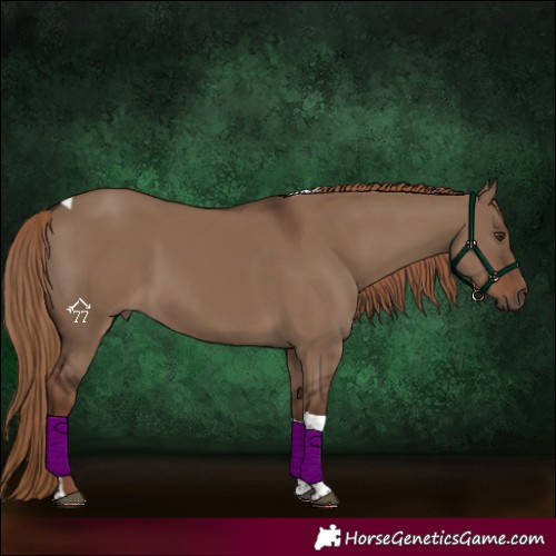 Horse Color:Liver Red Dun Tobiano