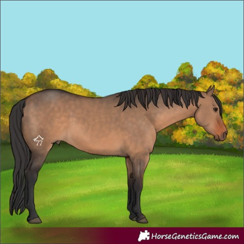 Horse Color:Brown Dun 
