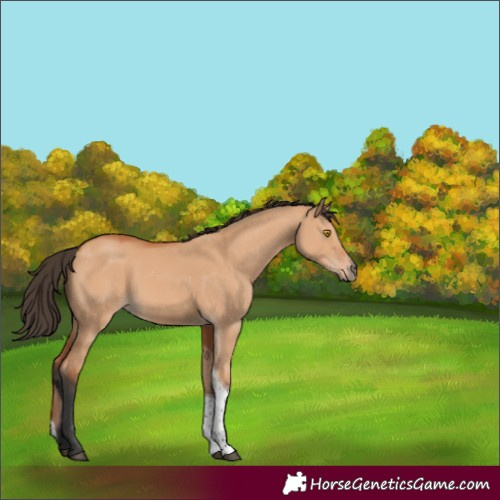 Horse Color:Bay Dun Tobiano 