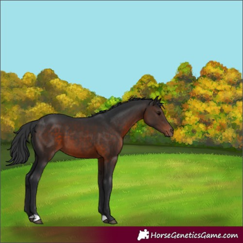 Horse Color:Brown 