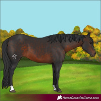 Horse Color:Brown 