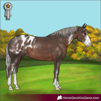 Horse Color:Silver Black Sabino Appaloosa