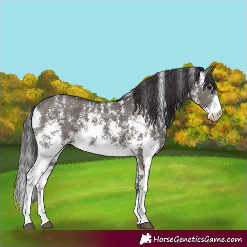 Horse Color:Smoky Grullo Sabino Rabicano