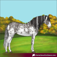 Horse Color:Smoky Grullo Sabino Rabicano 
