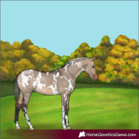 Horse Color:White Spotted Bay Dun 