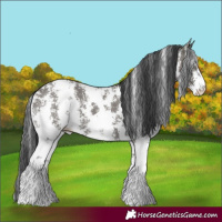 Horse Color:Grullo Sabino Rabicano