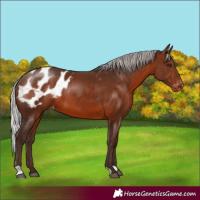 Horse Color:Silver Brown Appaloosa