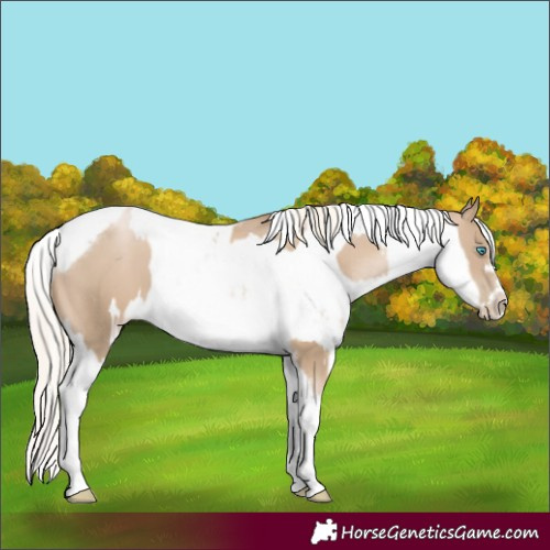 Horse Color:Chocolate Palomino Pearl Tobiano Frame  and Chocolate Palomino Pearl Tobiano Frame 