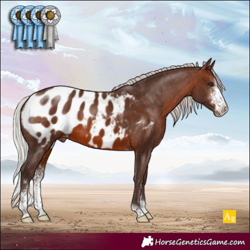 Horse Color:Silver Brown Sabino Appaloosa 