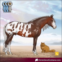 Horse Color:Silver Brown Sabino Appaloosa 