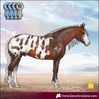 Horse Color:Silver Brown Sabino Appaloosa 