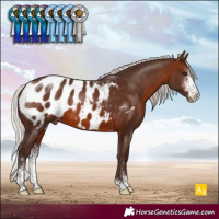 Horse Color:Silver Brown Sabino Blanket 