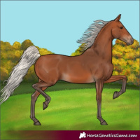 Horse Color:Silver Bay 