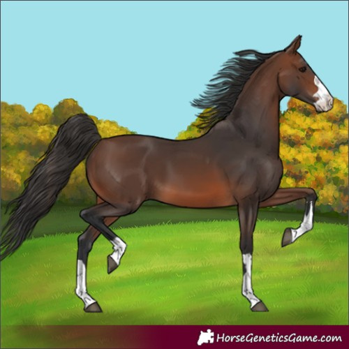 Horse Color:Brown 