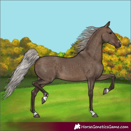 Horse Color:Silver Brown Dun 