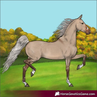 Horse Color:Silver Brown Dun 